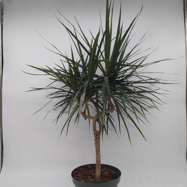 dracaena marginata candelabra Dragon Tree Candelabra