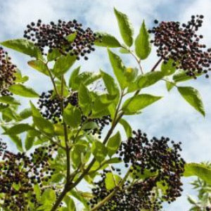 York Elderberry | Sambucus canadensis