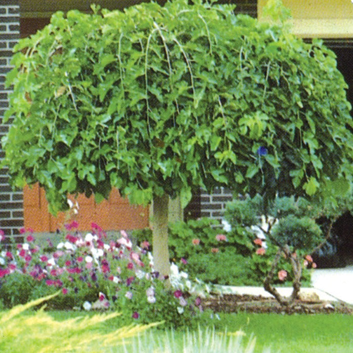 Weeping Chaparral Mulberry Std. | Weeping Mulberry 'Murier pleureur'