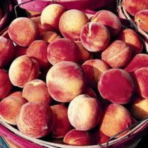 Contender Yellow Peach | Prunus persica 'Contender'