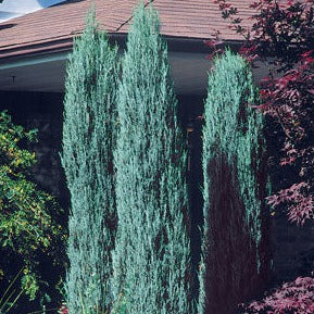 Blue Arrow Juniper | Juniperus virginiana 'Blue Arrow'