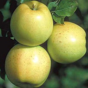 Honeygold Apple | Malus