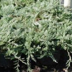 Bar Harbor Juniper | Juniperus horizontalis