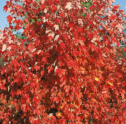 Bare Root - 'October Glory' Maple | Acer Rubrum