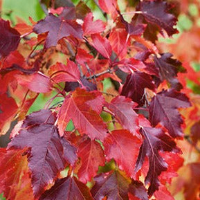 Amur Maple | Acer ginnala