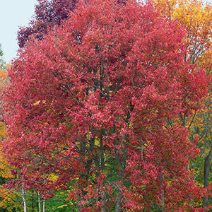 Bare Root - Red Maple | Acer rubrum