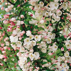 Adirondack Crabapple | Malus 'Adirondack'