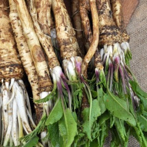 Horseradish | Armoracia rusticana
