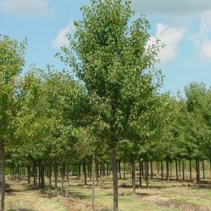 Aristocrat Pear | Pyrus calleryana 'Aristocrat'