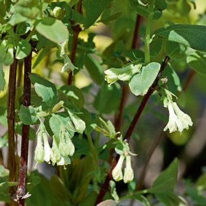 Berry Blue Honeyberry | Lonicera caerulea var. kamchatica 'Berry Blue'