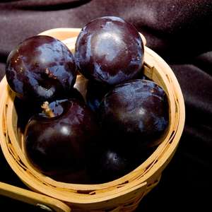 Bare Root - BlackIce Plum | Prunus ae Lydeckerae