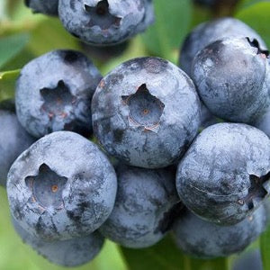 Bluecrop Blueberry | Vaccinium corymbosum