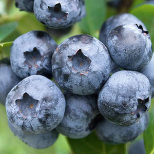 Bare Root- Bluecrop Blueberry | Vaccinium corymbosum 'Bluecrop'