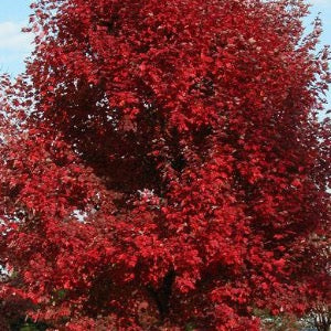 Brandywine Maple | Acer rubrum 'Brandywine'