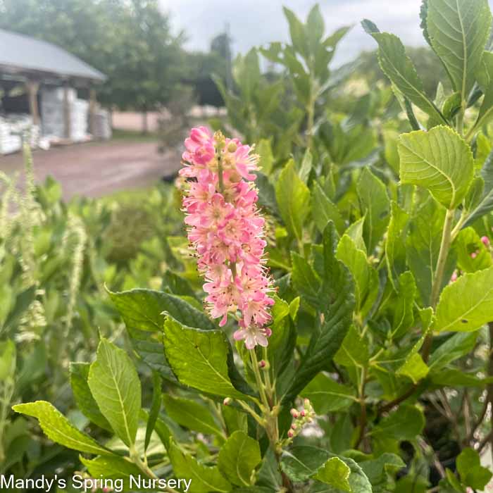 Ruby Spice Summersweet | Clethra alnifolia