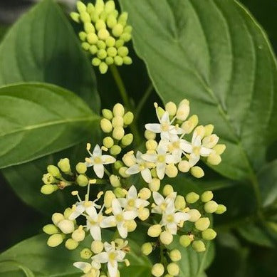 Arctic Fire Yellow Dogwood | Cornus stolonifera