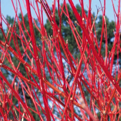 Bare Root Cardinal Red Osier Dogwood | Cornus sericea