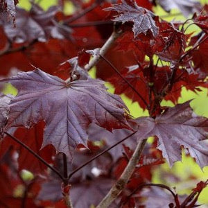 Crimson King Maple | Acer platanoides 'Crimson King'