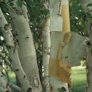 Prairie Dream Paper Birch | Betula papyrifera 'Prarie Dream'