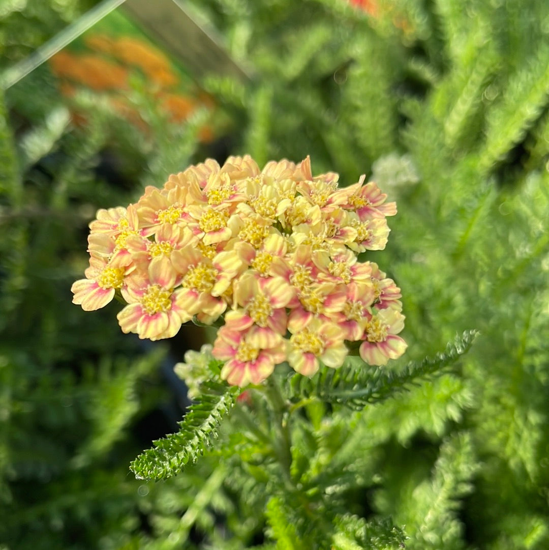 'Desert Eve™ Terracotta' Yarrow | Achillea millefolium Monrovia