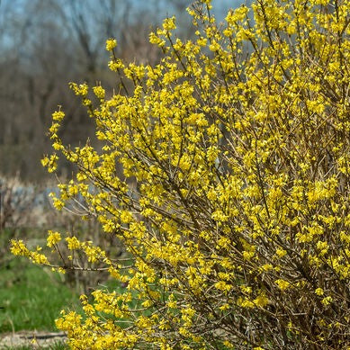 Forsythia Spring Spring Fling Forsythia | Forsythia – Mandy Spring Farm Nursery, Inc.