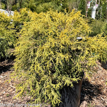 Golden Thread Cypress | Chamaecyparis pisifera filifera 'Aurea'