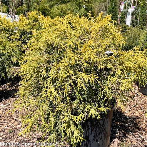 Golden Thread Cypress | Chamaecyparis pisifera filifera