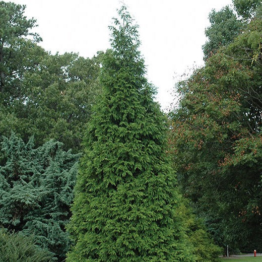 'Green Giant' Arborvitae | Thuja plicata red cedar ‘Green Giant’