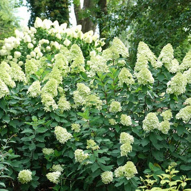 Limelight Prime Hydrangea | Hydrangea paniculata – Mandy Spring Farm ...