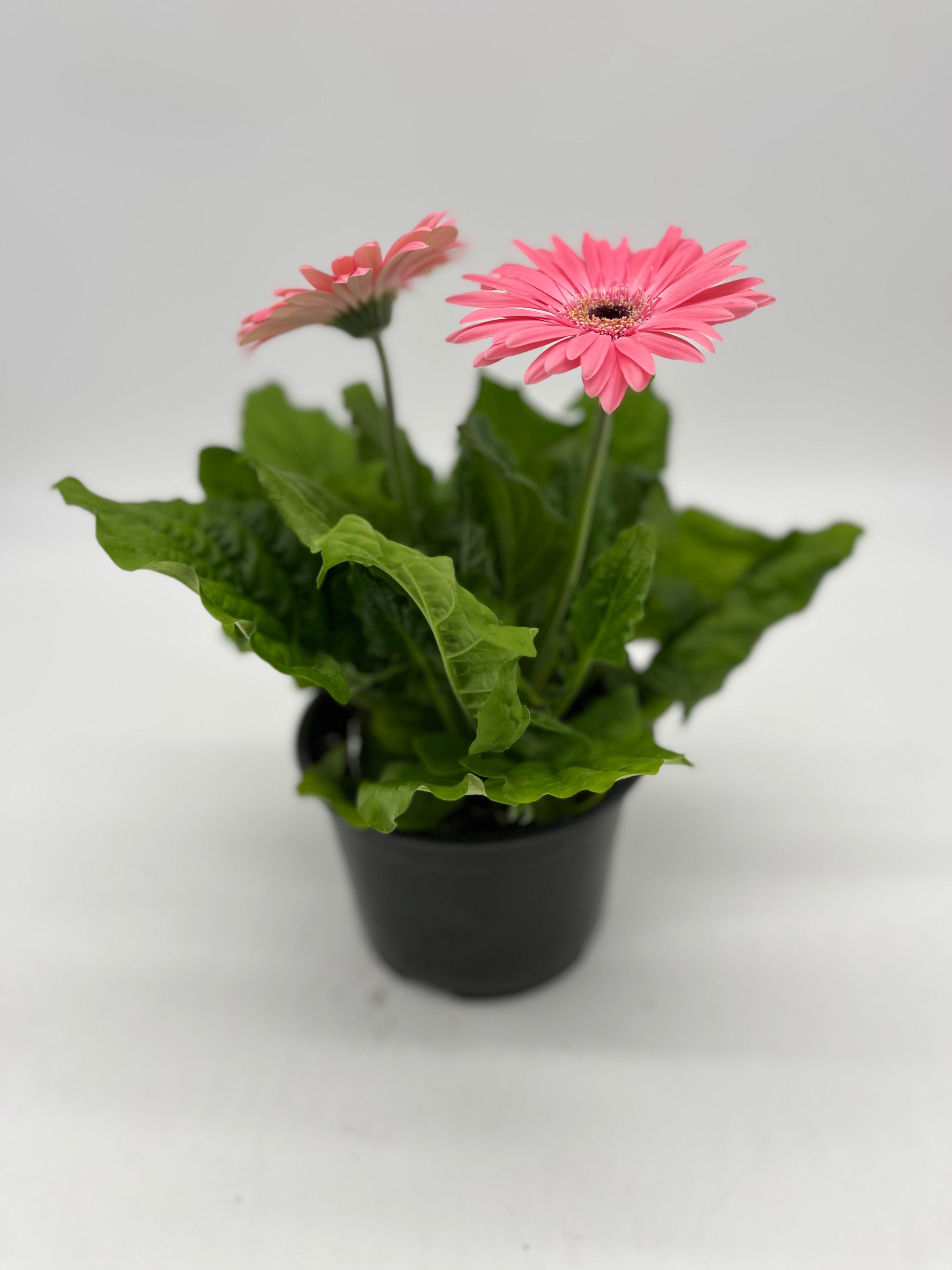 Mandy Raffles Daisy Gerbera Daisy – Mandy Spring Farm Nursery, Inc.