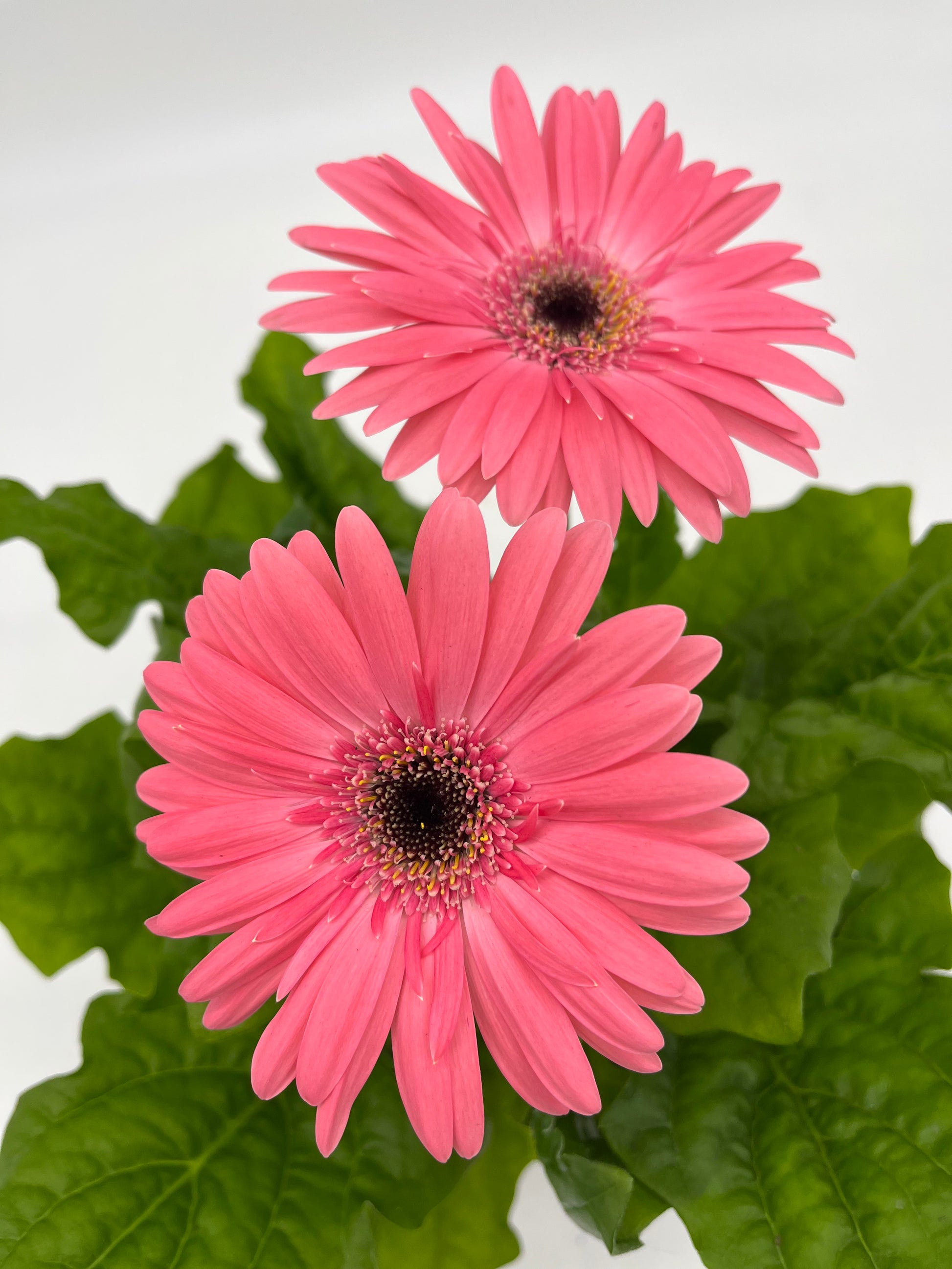 Mandy Raffles Daisy Gerbera Daisy – Mandy Spring Farm Nursery, Inc.