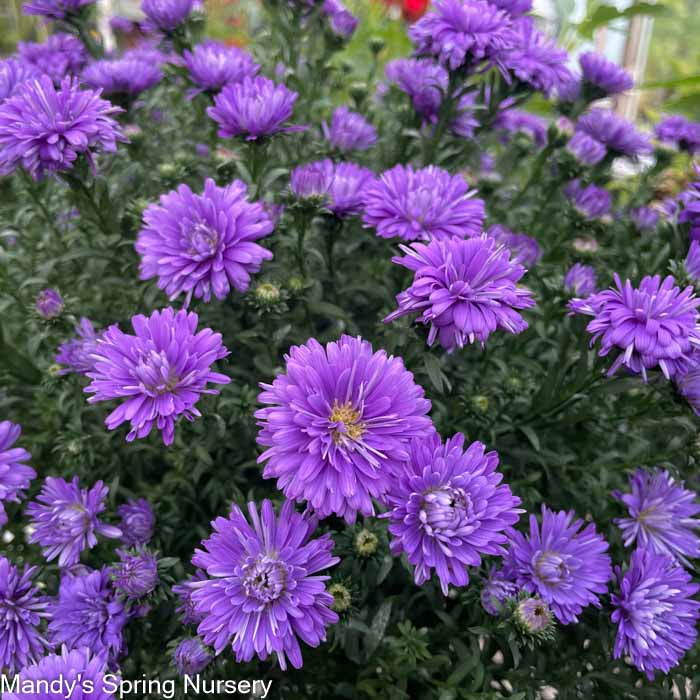 Assorted Fall Annual Aster
