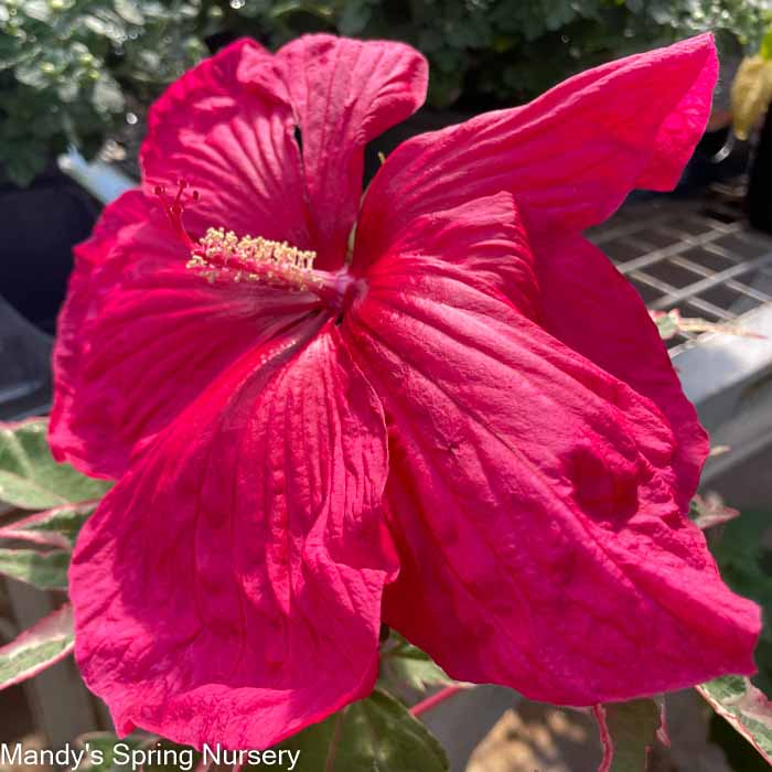 Summer Carnival Rose Mallow | Hibiscus