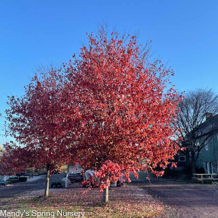 Red Sunset Maple | Acer rubrum 'Franksred'
