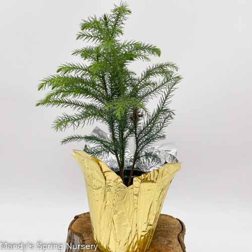Norfolk Island Pine (Houseplant)