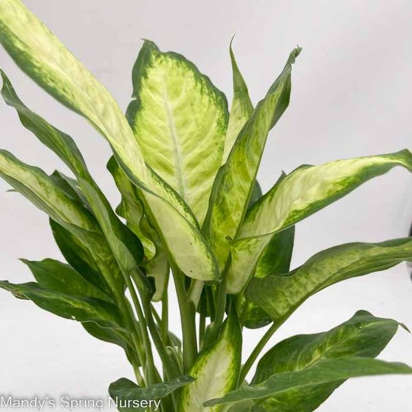 split leaf dieffenbachia Dumb Cane