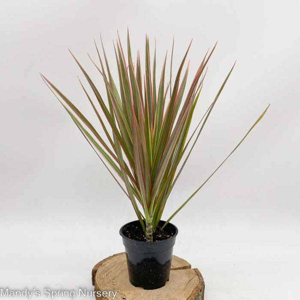dracaena marginata braune spitzen Dragon Tree