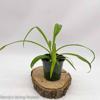 spider plant price in nursery Chlorophytum comosum ‘Variegated Bonnie Spider Plant’ 8" Hanging Basket