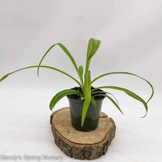 Spider Plant | Chlorophytum comosum