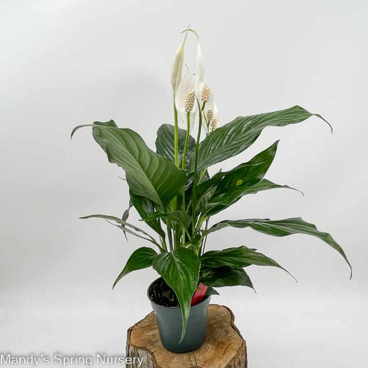 Peace Lily | Spathiphyllum