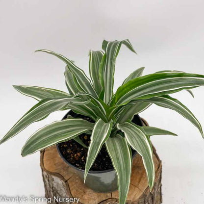 dracaena fragrans green jewel White Jewel Dracaena