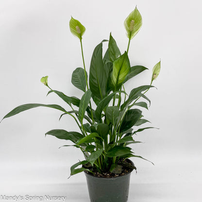 flamingo peace lily Peace Lily
