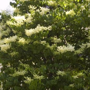 Ivory Silk Japanese Lilac Tree | Syringa reticulata 'Ivory Silk'