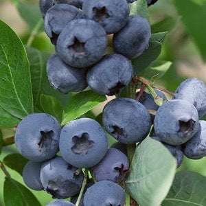 Jersey Blueberry | Vaccinium corymbosum