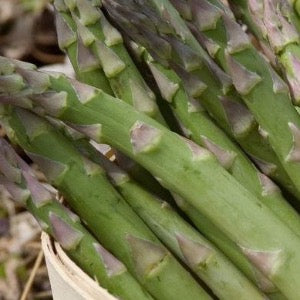 Jersey Knight Asparagus | Asparagus officinalis