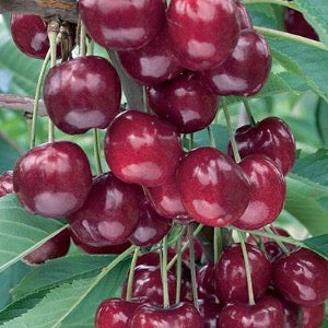Lapin Sweet Cherry | Prunus avium 'Lapin'