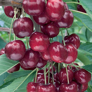 Bare Root- Lapin Sweet Cherry | Prunus 'Lapin'