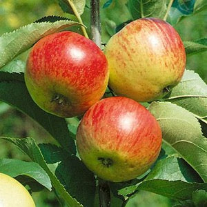 Mandy Spring Farm Nursery Liberty Apple - Thumbnail 3