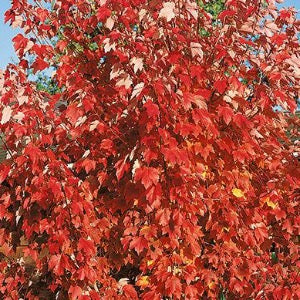 October Glory Maple | Acer rubrum 'October Glory'