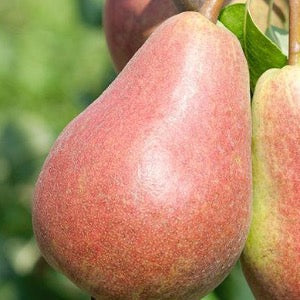Bare Root Parker Pear | Pyrus communis